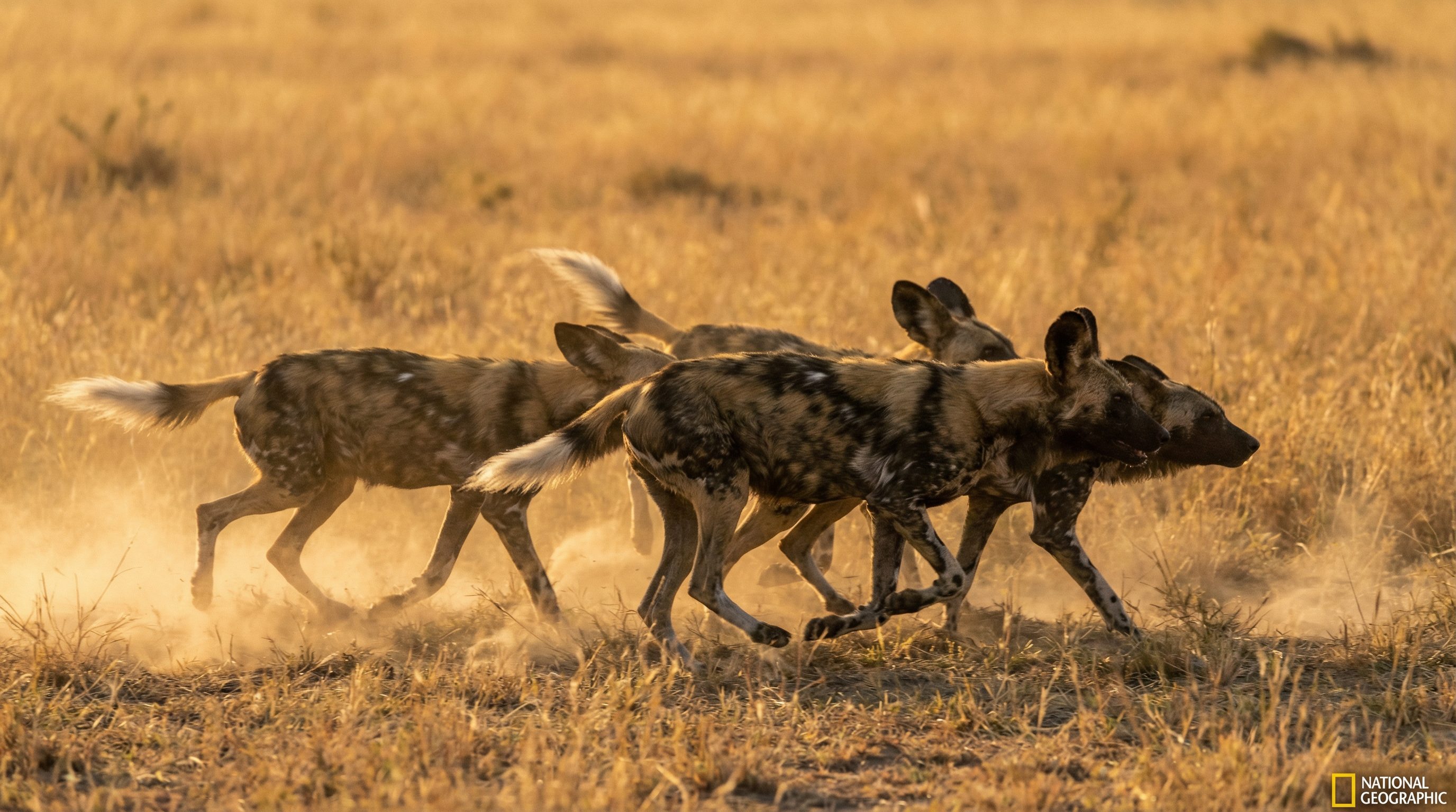 抖音揭秘野生动物保护视频
