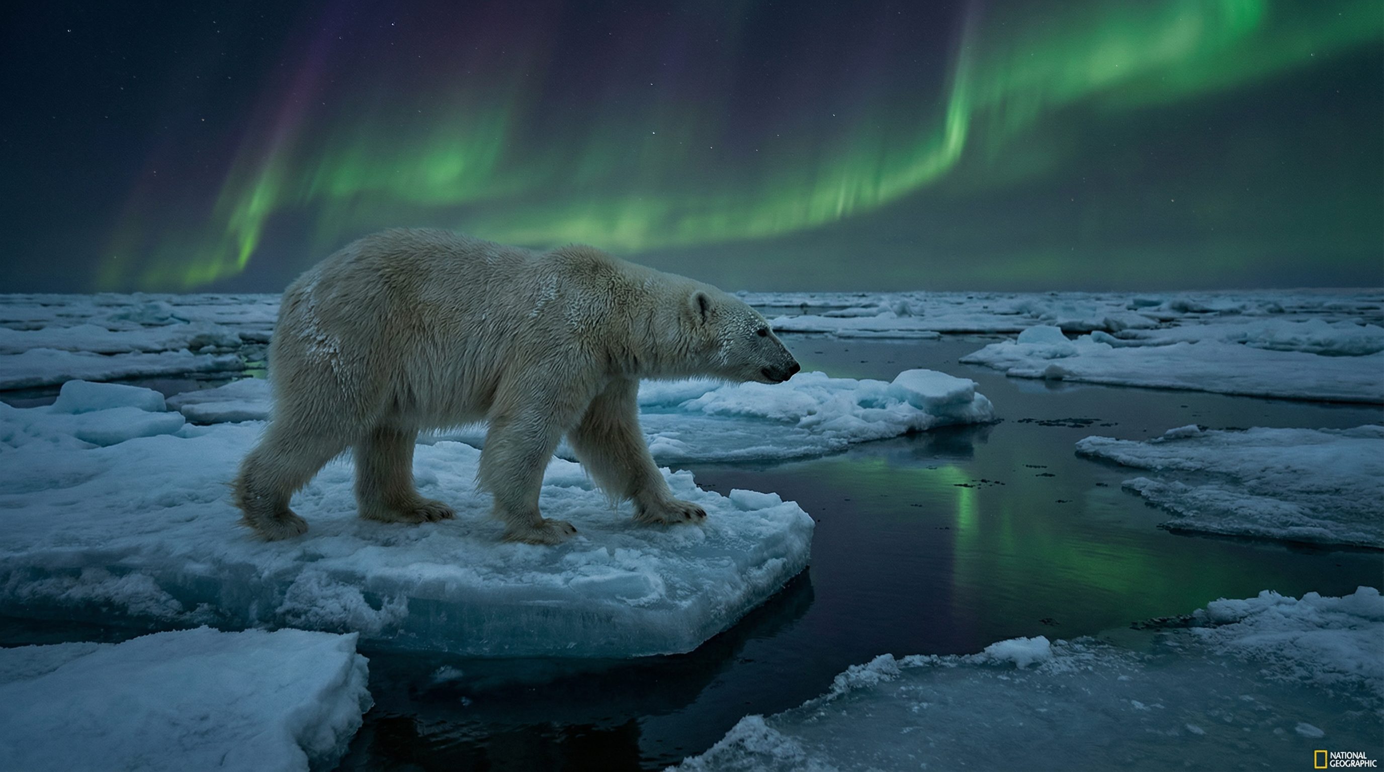 抖音揭秘视频：北极熊极地探险视频演示